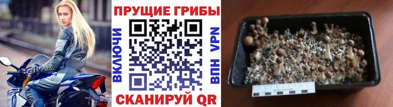 Галлюциногенные грибы мицелий  Судак 